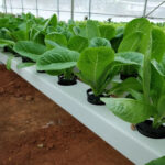 Nutrient Solutions in Hydroponics